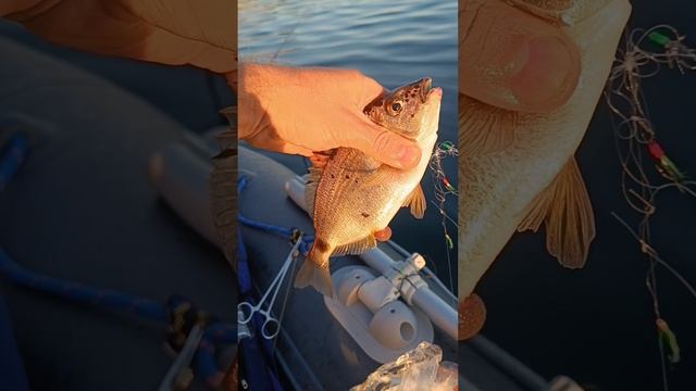 Рыбалка на Чёрном море с лодки.
