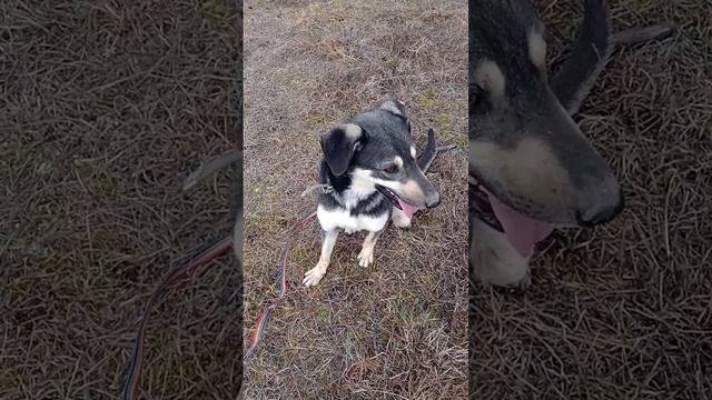 у щенка лапа после операции. но такой радостный, такой позитивный! Крым. приезжайте на передержку