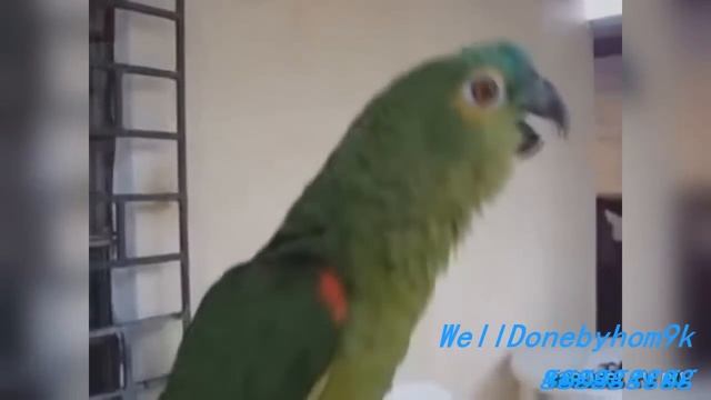 лучшие ПРИКОЛЫ 2015 !!! Ржач !!! Смешные видео