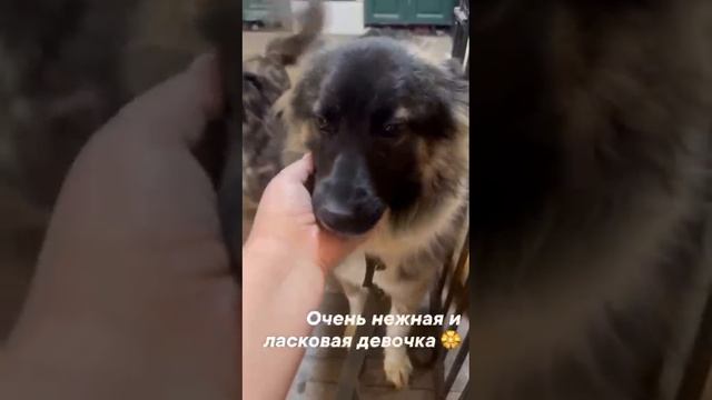 Гита