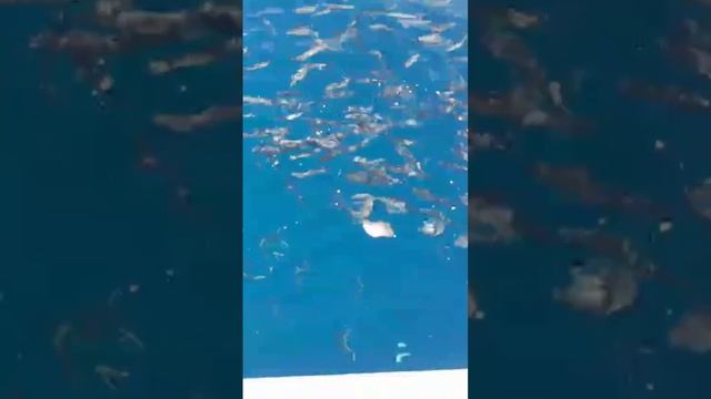 Международная регата