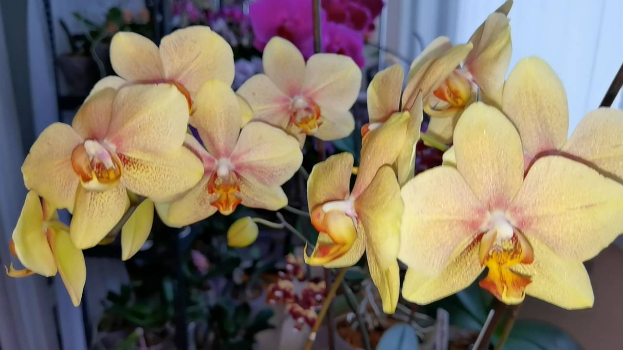 Орхидеи УХ 😍 Блек фейс, Вайлет ангел бабочка, Сан сет стар, Эфиопия, Блек шут бантик.
