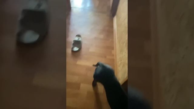 Чак и я серия 1 сезон 1