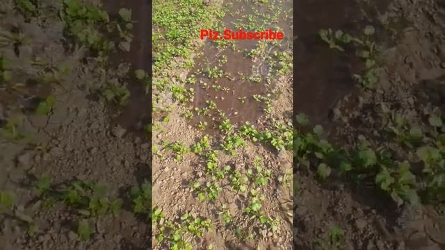 Water the cilantro #shorts #trending #viral