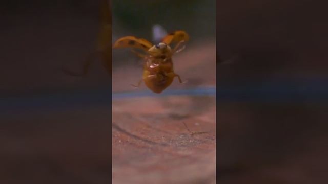 Взлет божьей коровки