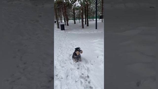 Дори❄️ 🎄❄️