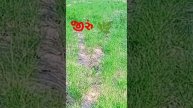 જીરું 🌿#shorts #short #shortsfeed #shortsviral #jiru #shortsyoutube #youtubeshorts #viral #trending