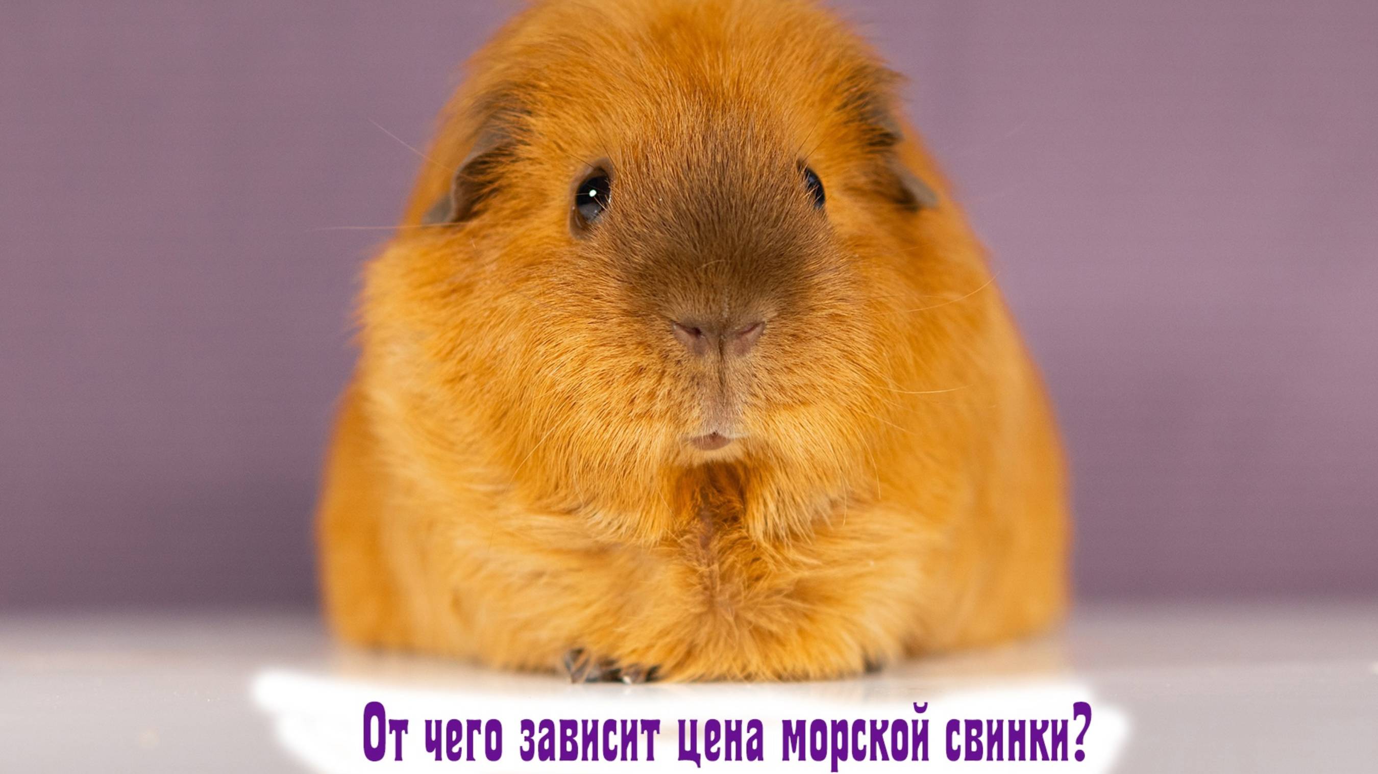 Секреты ценообразования: сколько стоит морская свинка?