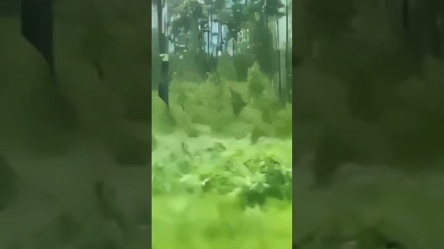 Что делать, если встретил в лесу медведя?