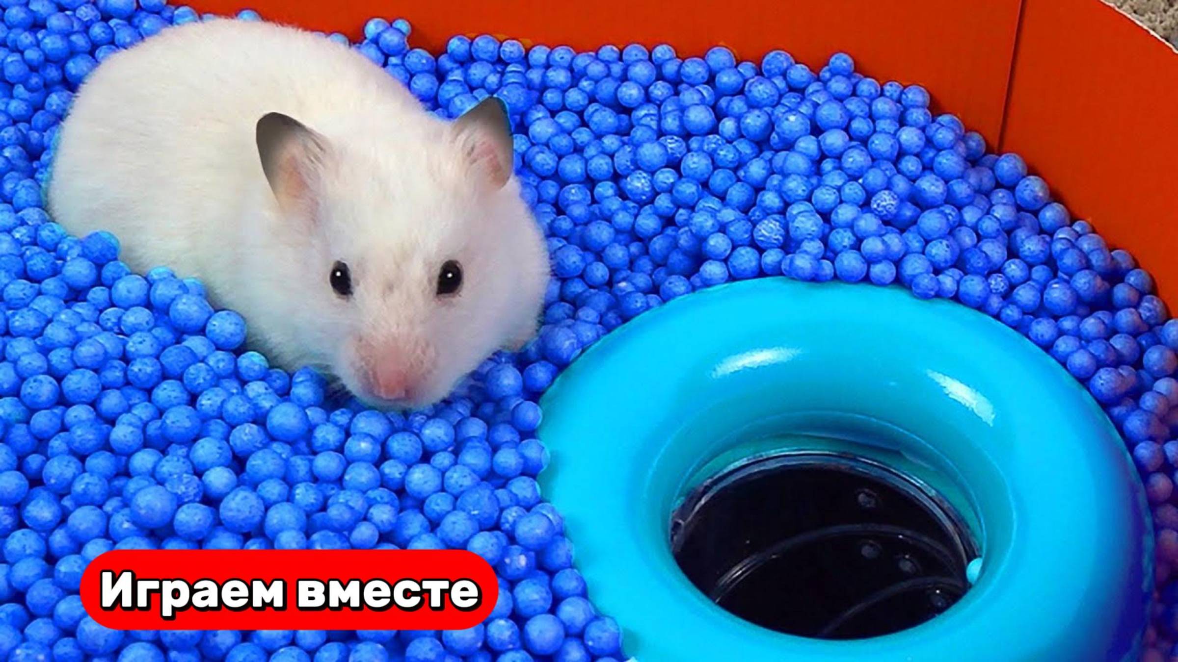 Лабиринт с ловушками для умного Хомяка 🐹 Трансляция для детей