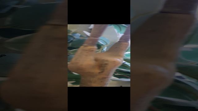 20250113_144531.mp4