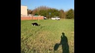 Border Collie Manta qualche esercizio ai tempi della quarantena