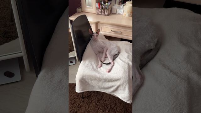 Звезда #кошки #cat #приколысживотными #прикол #catlover #котики