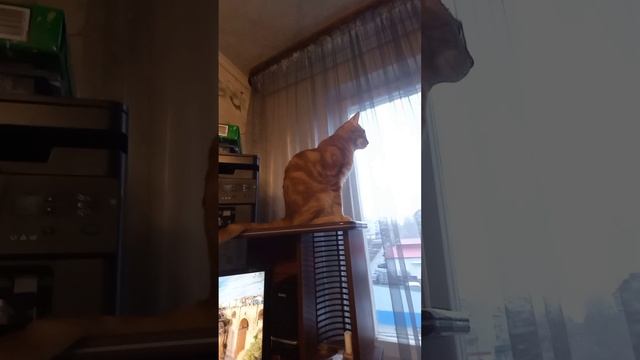 Котик 🐱🐱🐱🐈🐈🐈