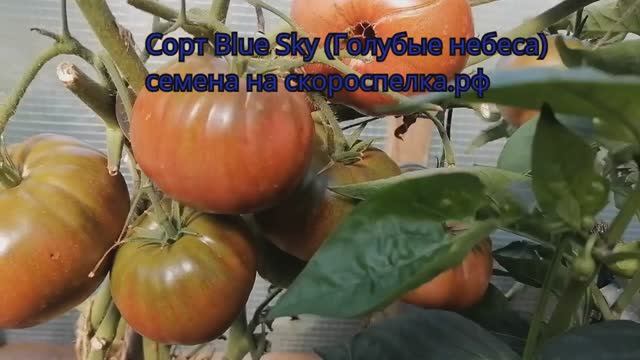 Семена томата "Blue Sky" (Голубые небеса). Сорт крупноплодного, антоцианового томата. Семена у нас.