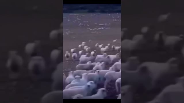 Как я понял что она одна единственная
