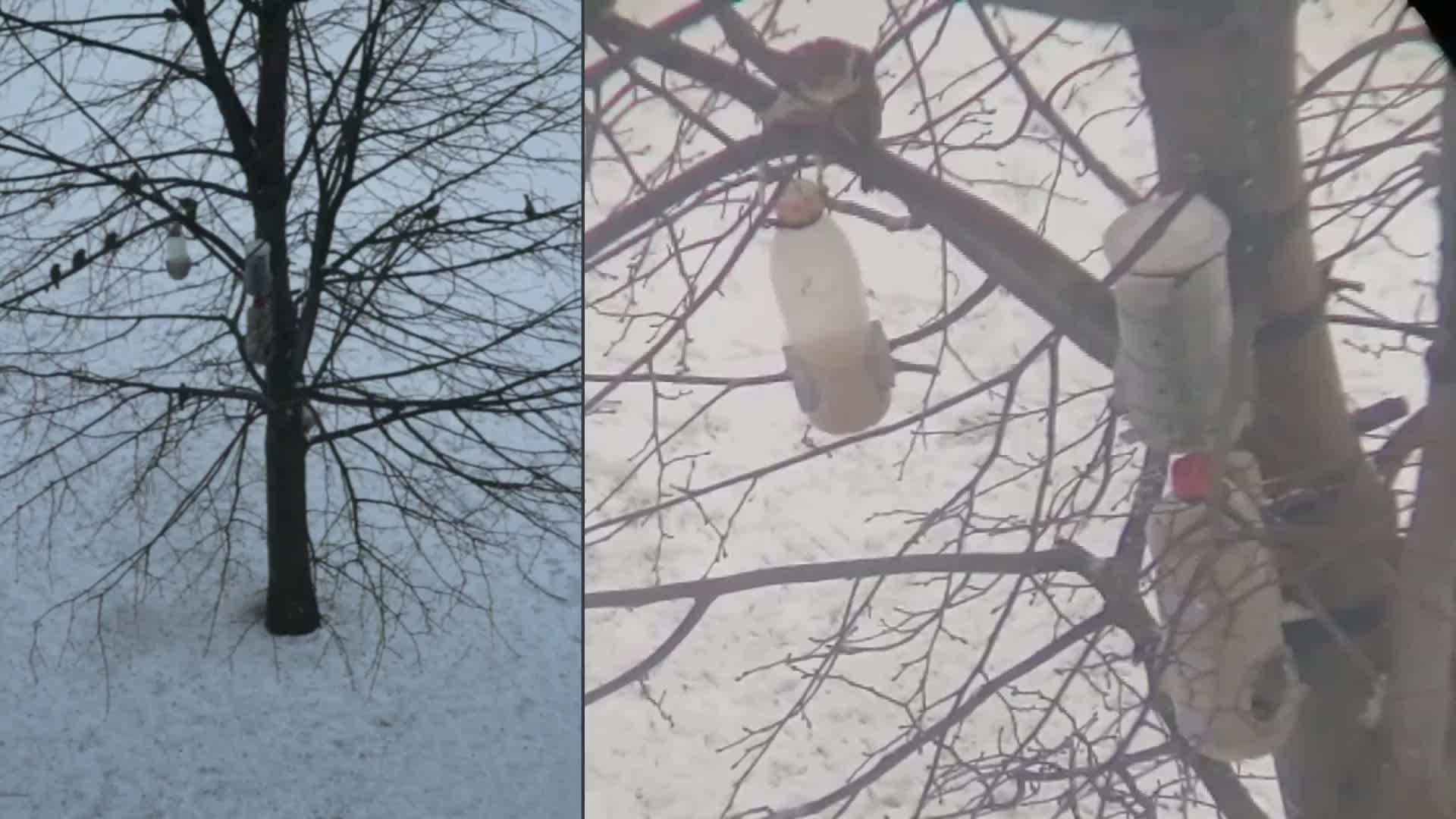 Кормушка для птиц 13.01.2025