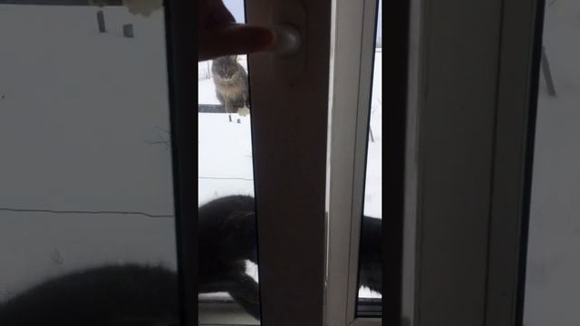 Зима наступила, коты прилетели