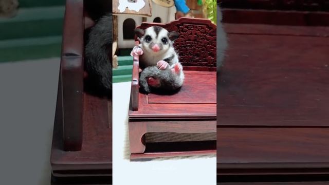 Adorable_Sugar_Glider_Joey_Sitting_on_Chair_sugarglider_shorts_shortsviral
