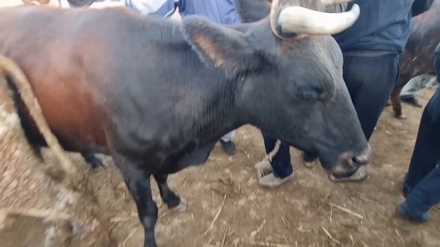 МАЛ БАЗАР НОКИС РАЙОН 2-СЕНТЯБРЬ/2023/СКОТНЫЙ РЫНОК/BUQALAR/BIG BULLS IN THE WORLD/BIG COW