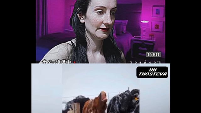 Приколы ютуб животные