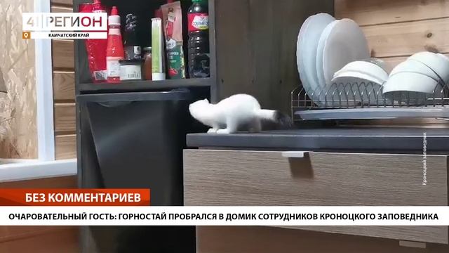 ОЧАРОВАТЕЛЬНЫЙ ГОСТЬ: ГОРНОСТАЙ ПРОБРАЛСЯ В ДОМИК СОТРУДНИКОВ КРОНОЦКОГО ЗАПОВЕДНИКА