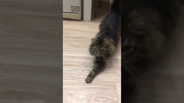 Cat Vera