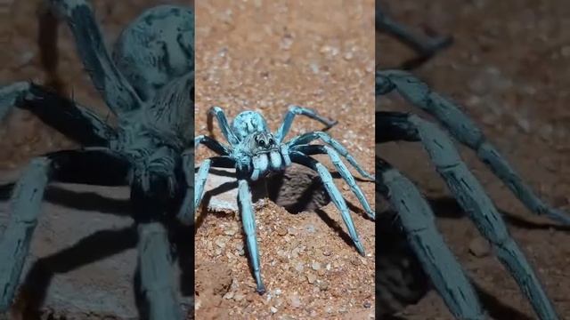 Инфаркт жопы: это паук Trapdoor spider — он выкапывает норку в земле и покрывает её лю
