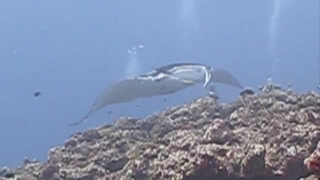 Mantas Whalesharks and All - Maldives Nov 2009