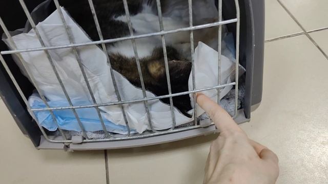 У Роу опухоль. Поездка в ветклинику.