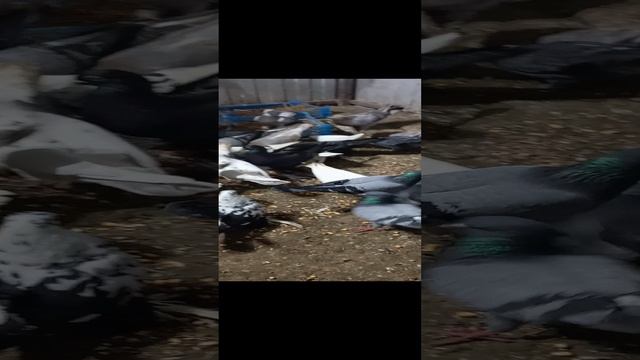 показываю голубей