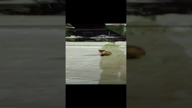 1000004994.mp4