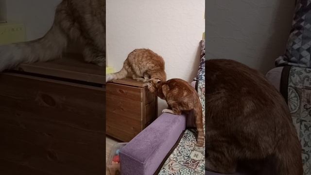 Два кота и тайный ящик
