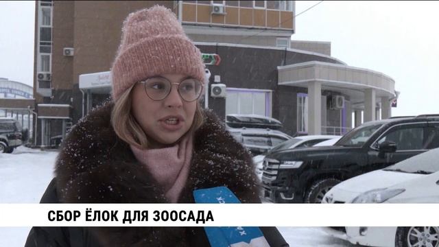 Сбор ёлок для зоосада в Хабаровске