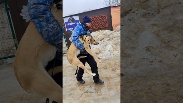 Добро пожаловать в приют,Глэдис