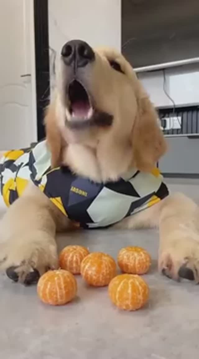Любимые мандарины собаки 🤣