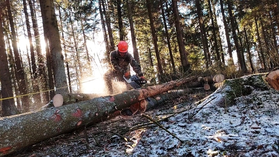 Начинаем новую лесосеку 🌲🪓 Бензопилы ZimAni в работе