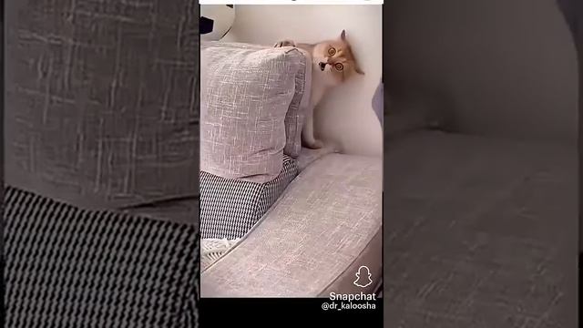 Убийство кота в прямом эфире🤣жаль котика