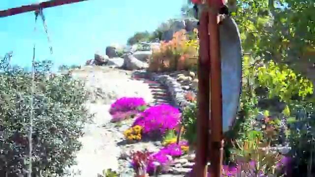 Mike and Mimi's Cactus Garden