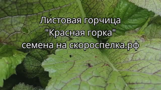 Какой русский не любит Русскую горчицу? Многие и не знают что есть вкуснющая листовая горчица Семена