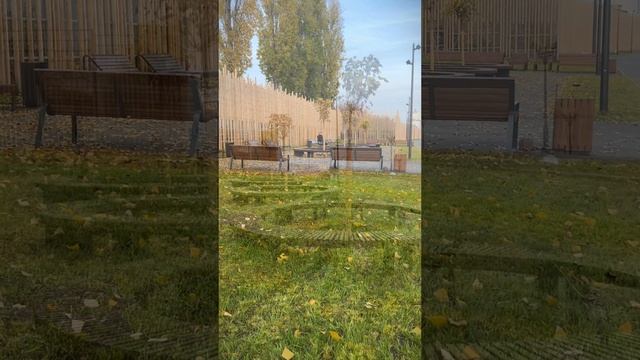 Посадка деревьев