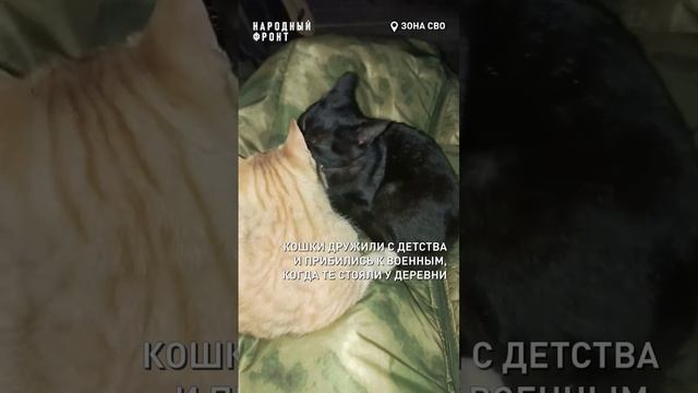Они нашли друг друга. Кошачья любовь случилась на СВО.