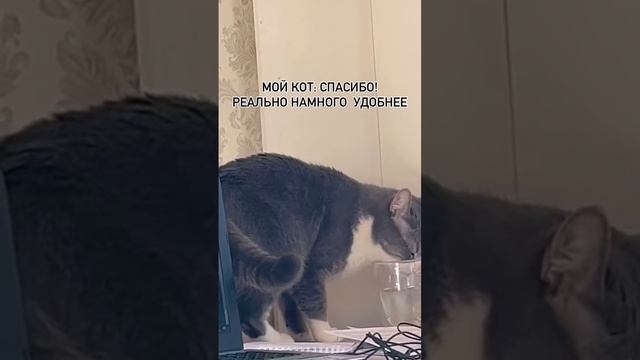 Жизнь с котом - она такая