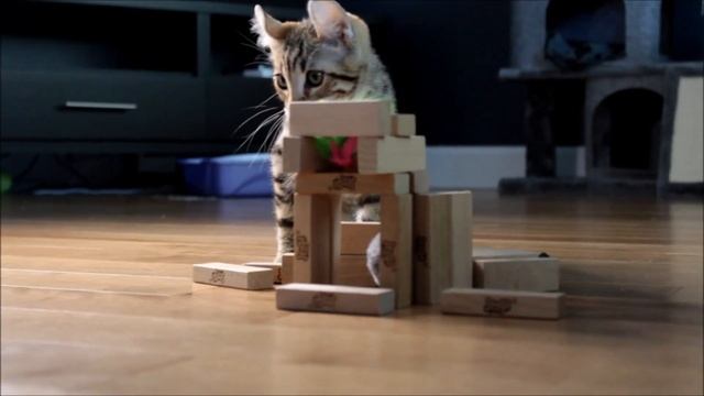 Ep 1 - Highland Lynx cat VS wood blocks