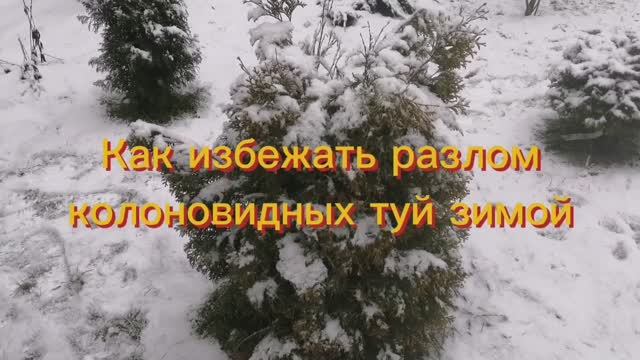 Как избежать разлом туи в зимний период от снега и ледяного дождя? Не укрывя, связывая и отряхивая!