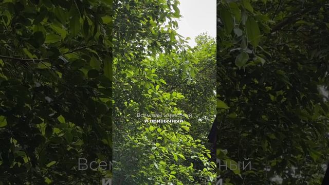 Если не знаешь, то просто так не угадаешь, что это за растение