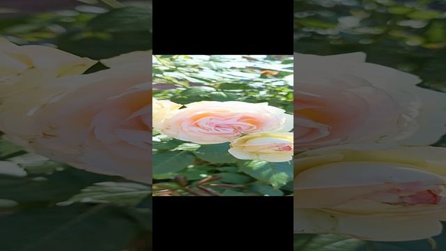 1000002000.mp4