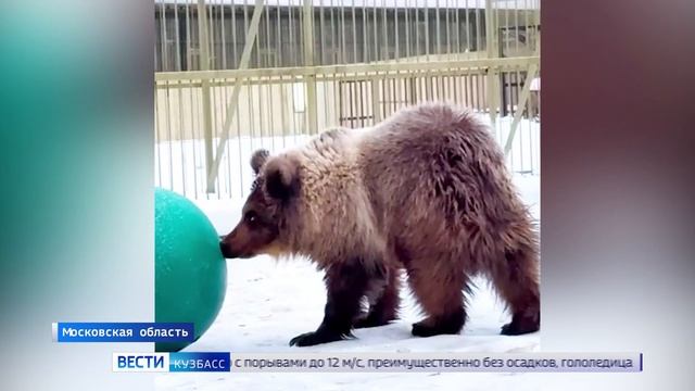 В парке «Земля Прайда» показали свежие кадры с кузбасской медведицей Машей