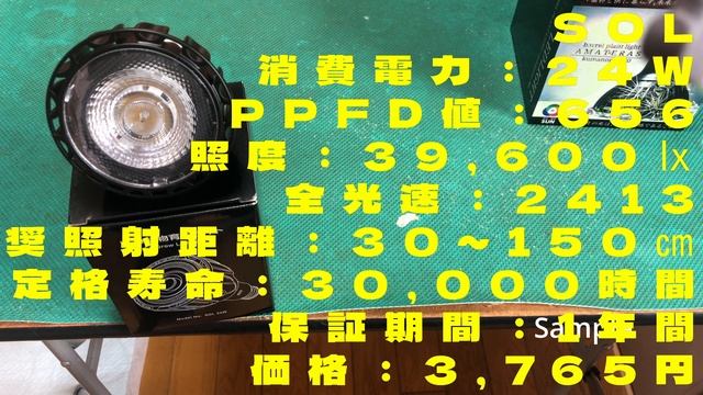 【徹底比較】高価LEDと安価LED、価格で【成長】に差がでるのか？【実際】にビカクシダを育て検証します。