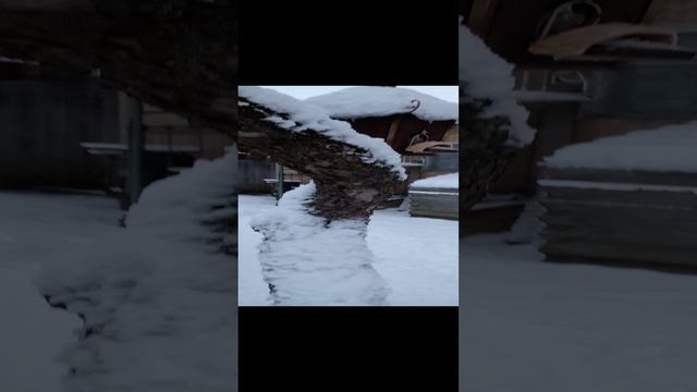 Кормушка для птиц.